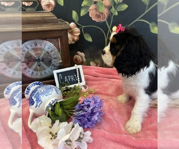 Medium Photo #4 Cavalier King Charles Spaniel Puppy For Sale in ABILENE, TX, USA