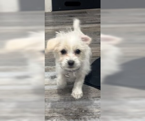 Medium Photo #16 Chihuahua Puppy For Sale in Pacifica, CA, USA