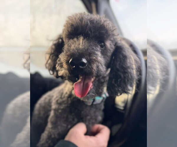 Medium Photo #4 Bichon Frise-Unknown Mix Puppy For Sale in Germantown, OH, USA