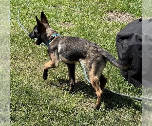 Medium Photo #3 Mutt Puppy For Sale in Imlay City, MI, USA