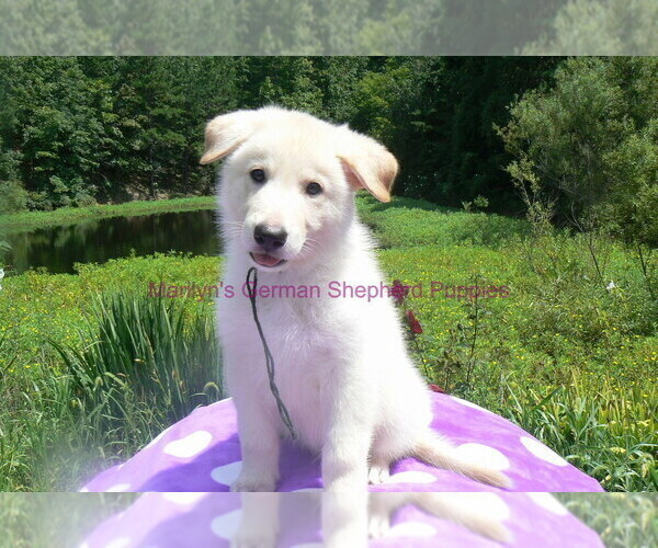 Medium Photo #9 German Shepherd Dog Puppy For Sale in PIEDMONT, MO, USA