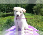 Small #8 German Shepherd Dog