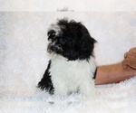 Small #31 ShihPoo