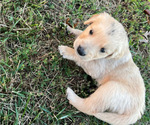 Puppy Grey English Cream Golden Retriever