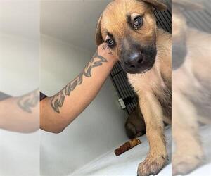 German Shepherd Dog Dogs for adoption in Houston, TX, USA
