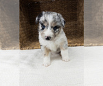 Puppy Roxy Australian Shepherd