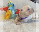 Small #1 Faux Frenchbo Bulldog