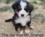 Small Photo #25 Bernese Mountain Dog Puppy For Sale in SALMON, ID, USA