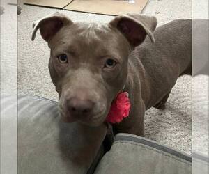 American Staffordshire Terrier-Unknown Mix Dogs for adoption in New Oxford , PA, USA