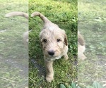 Puppy Lily Shepadoodle