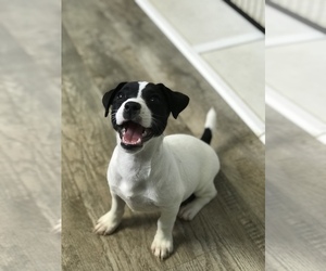 Jack Russell Terrier Puppy for sale in BELLE, MO, USA