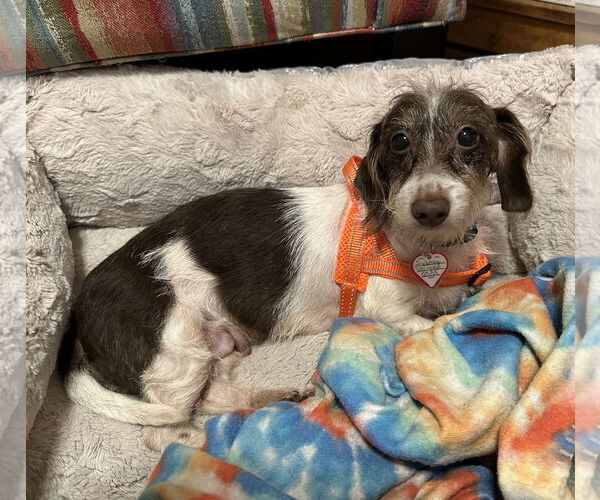 Medium Photo #3 Dachshund Puppy For Sale in Shelbyville, TN, USA