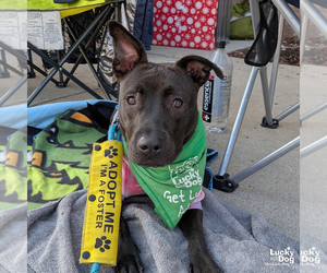 Labrador Retriever-Retriever  Mix Dogs for adoption in Washington, DC, USA
