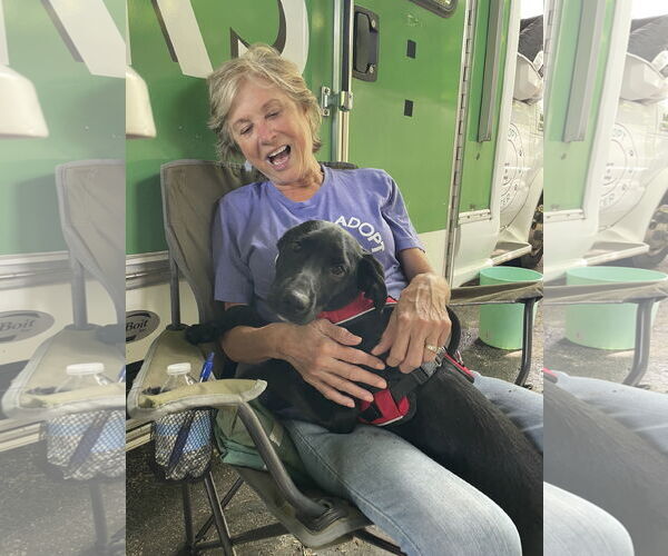 Medium Photo #2 Labrador Retriever-Unknown Mix Puppy For Sale in Mobile, AL, USA