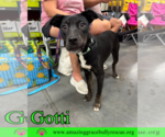 Small #11 Rottweiler-American Pit Bull Terrier