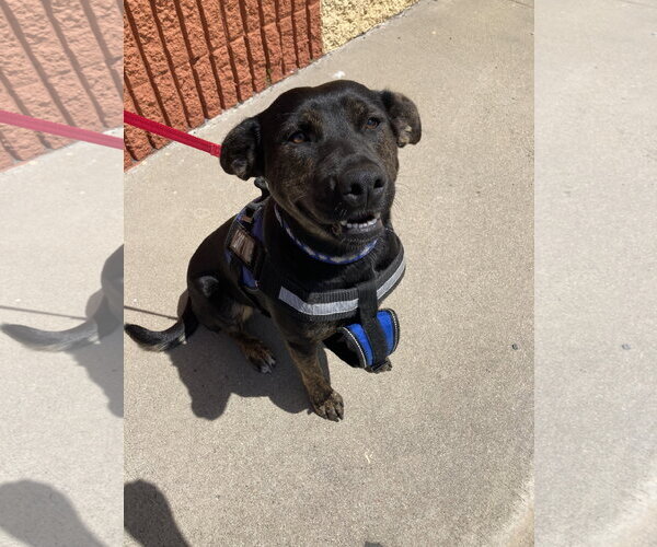 Medium Photo #6 Mutt Puppy For Sale in San Diego, CA, USA