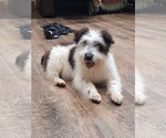 Puppy Cupid Aussiedoodle-Australian Shepherd Mix