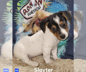 Chihuahua-Unknown Mix Dogs for adoption in Cranston, RI, USA