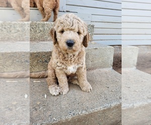 Goldendoodle Puppy for sale in SACRAMENTO, CA, USA