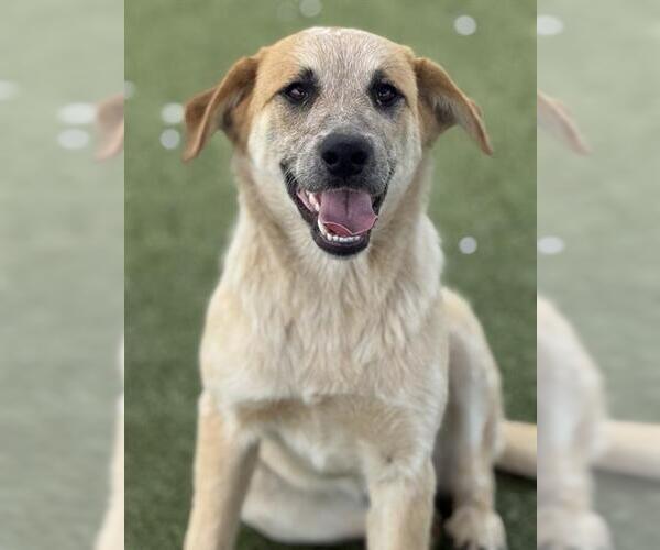 Medium Photo #1 Mutt Puppy For Sale in Pearland, TX, USA