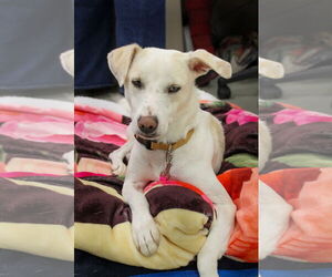 Jack Russell Terrier Dogs for adoption in Petaluma, CA, USA