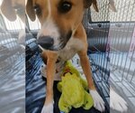 Small Photo #4 Labbe Puppy For Sale in Pena Blanca, NM, USA