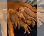 Small #22 Golden Retriever