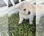 Small Photo #5 Maltipom Puppy For Sale in MIRA LOMA, CA, USA