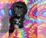 Small #5 Cavalier King Charles Spaniel-Poodle (Toy) Mix