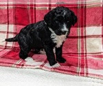 Small Photo #3 Aussiedoodle Puppy For Sale in SPARTA, MO, USA