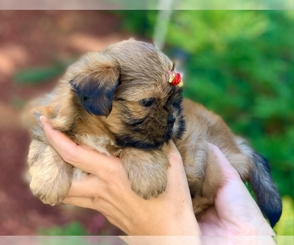 Medium Photo #4 Shih Tzu Puppy For Sale in BUFORD, GA, USA