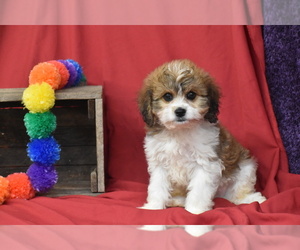 Cavachon Puppy for sale in ELDORADO, OH, USA