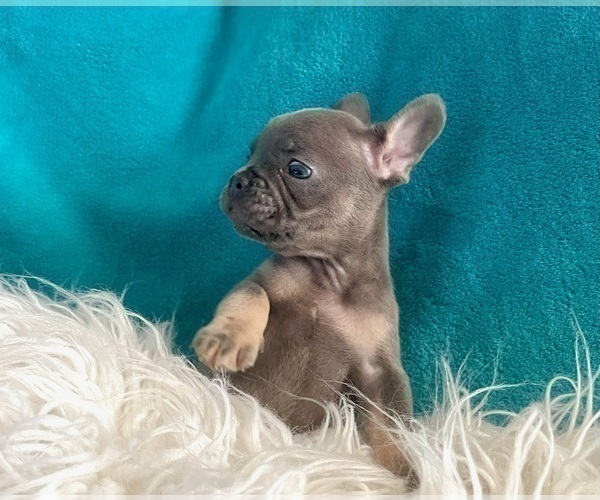 Medium Photo #19 French Bulldog Puppy For Sale in DAYTON, OH, USA