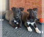 Small #3 Labrador Retriever Mix