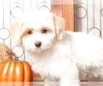 Small #3 Maltipoo