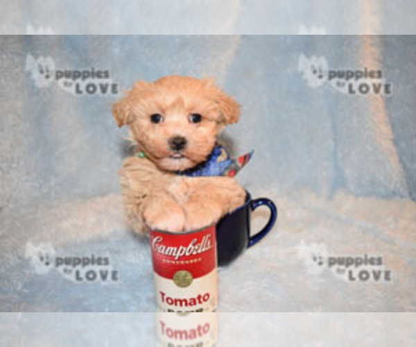 Medium Photo #5 Maltipoo-Poodle (Toy) Mix Puppy For Sale in SANGER, TX, USA