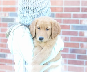 Golden Retriever Puppy for sale in HAVILAND, OH, USA