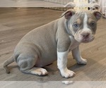 Small #11 American Bully