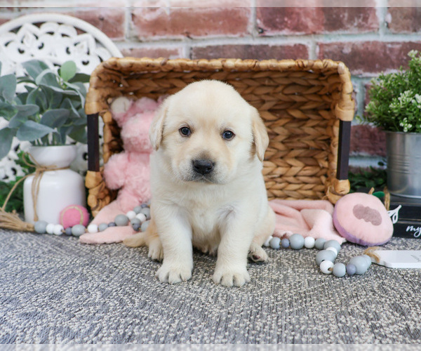 Medium Photo #3 Labrador Retriever Puppy For Sale in SYRACUSE, IN, USA