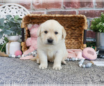 Small #2 Labrador Retriever