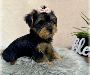 Yorkshire Terrier Puppy for sale in NAPPANEE, IN, USA