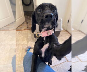 Poodle (Miniature)-Unknown Mix Dogs for adoption in Harrisburg, PA, USA