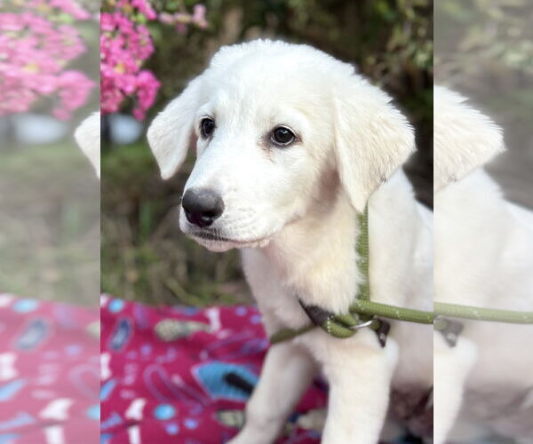 Medium Photo #7 Great Pyrenees Puppy For Sale in Spring, TX, USA