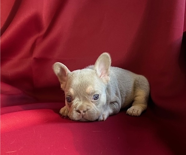 Medium Photo #9 French Bulldog Puppy For Sale in COLORADO SPRINGS, CO, USA