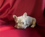 Small Photo #9 French Bulldog Puppy For Sale in COLORADO SPRINGS, CO, USA