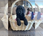 Small Photo #2 Goldendoodle Puppy For Sale in LOGAN, UT, USA