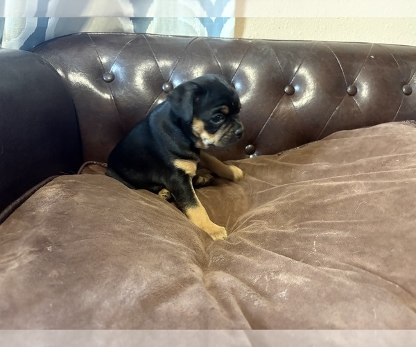 Medium Photo #19 Carlin Pinscher Puppy For Sale in COBB, WI, USA