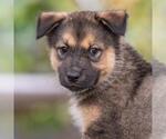 Small #2 Siberian Husky Mix