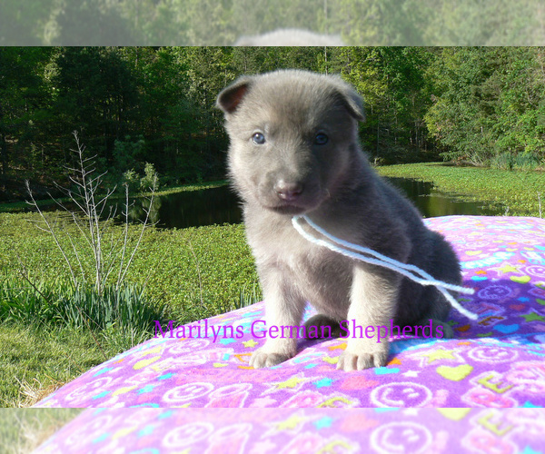 Medium Photo #6 German Shepherd Dog Puppy For Sale in PIEDMONT, MO, USA