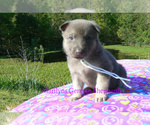 Small #5 German Shepherd Dog
